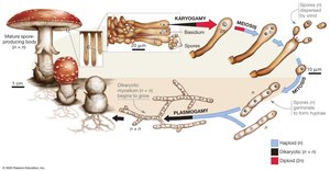 Basidiomycete life cycle