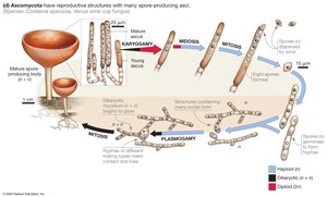 Ascomycete life cycle