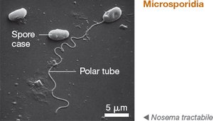 Microsporidia