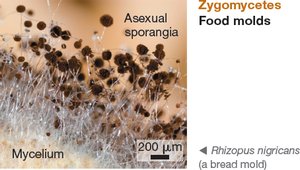 Zygomycetes