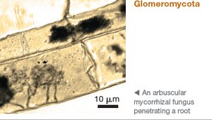 Glomeromycota