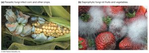 Fungi causing crop and food spoilage