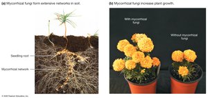 Mycorrhizal fungi and plant growth