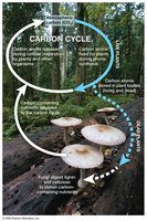 Fungi in the carbon cycle