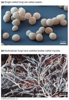 Yeasts and mycelia