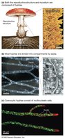 Hyphal structure and types