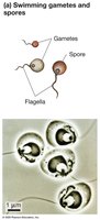 Swimming gametes and spores