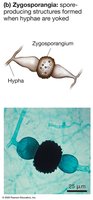 Zygosporangia