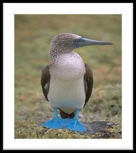 Blue-footed booby, Galapagos Islands