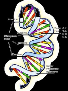 DNA structure