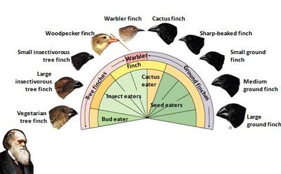 Galapagos finch beak diversity