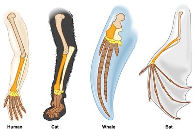 Homologous limb structures in vertebrates