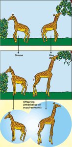 Lamarck's theory of giraffe neck evolution