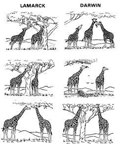 Comparison of Lamarck and Darwin's giraffe theories