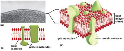 Diagram of cell membrane structure showing lipid bilayer and protein molecules