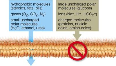 Selective permeability of the cell membrane