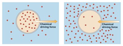 Chemical driving force across a concentration gradient