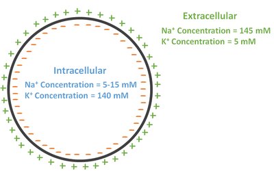 Electrochemical gradients for K+ and Na+