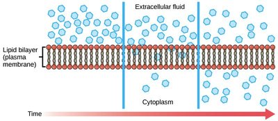 Simple diffusion across the membrane