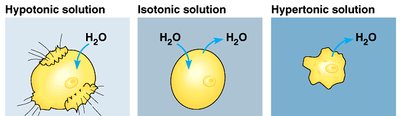 Animal cell responses to tonicity