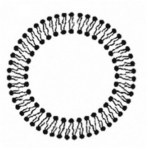 Phospholipid bilayer forming a vesicle