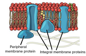 Integral and peripheral membrane proteins
