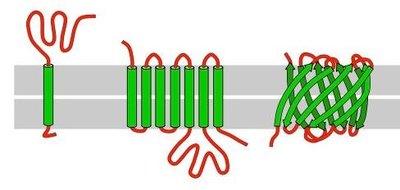 Transmembrane protein structure