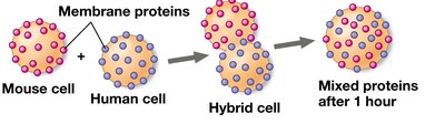 Fluid mosaic model showing mixing of membrane proteins