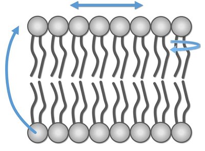 Phospholipid movement: lateral, rotation, flip-flop