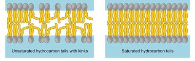 Comparison of unsaturated and saturated hydrocarbon tails in phospholipids