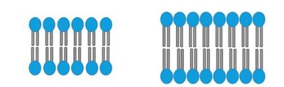 Comparison of short and long fatty acid tails in membrane
