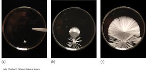 Supersaturated solution crystallization