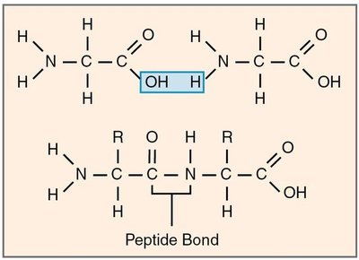 Aspartic acid structure (acidic side chain)