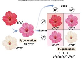 Incomplete dominance in flower color