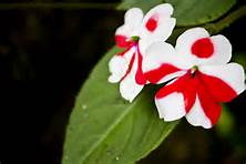 Example of codominant flower phenotype