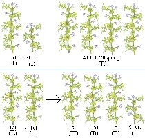Homozygous and heterozygous plants