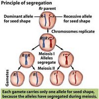 Principle of segregation during meiosis