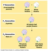 P, F1, and F2 generations in Mendel's experiments