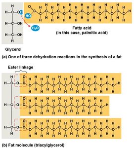 Synthesis of a fat molecule (triglyceride)