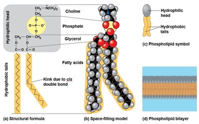 Phospholipid structure and bilayer formation