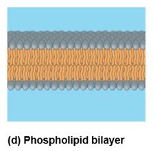 Phospholipid bilayer