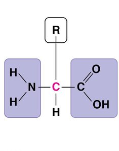 General structure of an amino acid