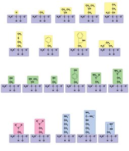 Structures of the 20 amino acids