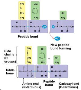 Examples of protein functions