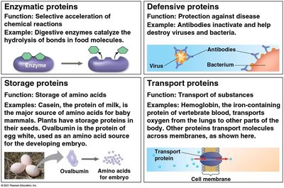 More examples of protein functions