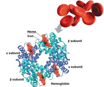 Denaturation and renaturation of a protein