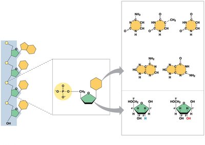 Structure of nucleic acids and nucleotide components