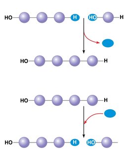 Dehydration and hydrolysis reactions in polymers