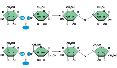 Synthesis of maltose and sucrose via dehydration reactions