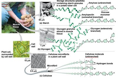 Structures and functions of starch, glycogen, and cellulose